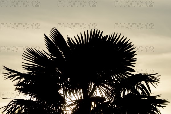 Hardy fan palm silhouette of a plant with the sunlight shining though its palms at sunrise,