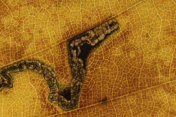 Common beech tree (Fagus sylvatica) close up of a single autumn colour leaf with the damage from a