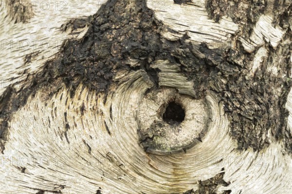 Silver birch tree (Betula pendula) close up of a hole in the bark that looks like an eye, England,