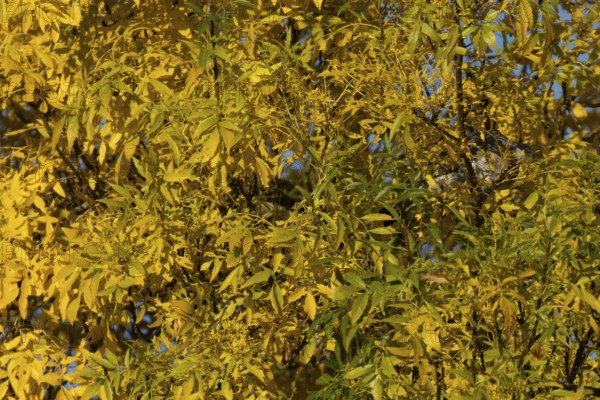 Autumn colour tree leaves on a garden bush, England, United Kingdom