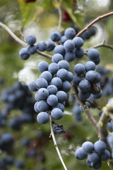 Blackthorn tree (Prunus spinosa) with autumn colour leaves and blue sloe berries, England, United