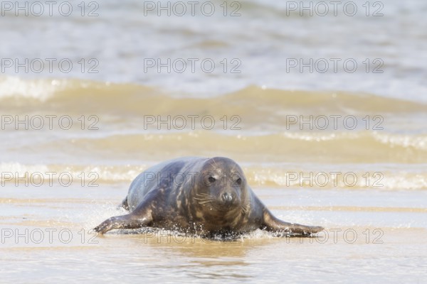 Atlantic grey seal (Halichoerus grypus) adult marine animal in the breaking waves of the sea on a