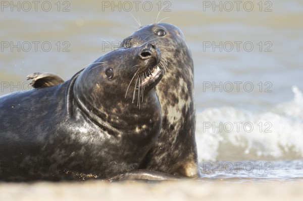 Atlantic grey seal (Halichoerus grypus) two adult marine animals playing in the breaking waves of