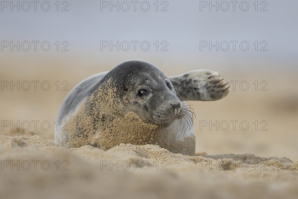 Atlantic grey seal (Halichoerus grypus) juvenile animal waving its front foot on a beach in winter,