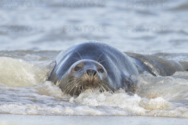Atlantic grey seal (Halichoerus grypus) adult marine animal resting in the shallow waves of the sea