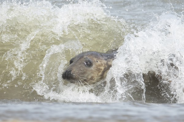 Atlantic grey seal (Halichoerus grypus) adult marine animal surfing in the breaking waves of the