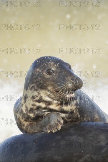 Atlantic grey seal (Halichoerus grypus) adult marine animal resting on the back of another seal on