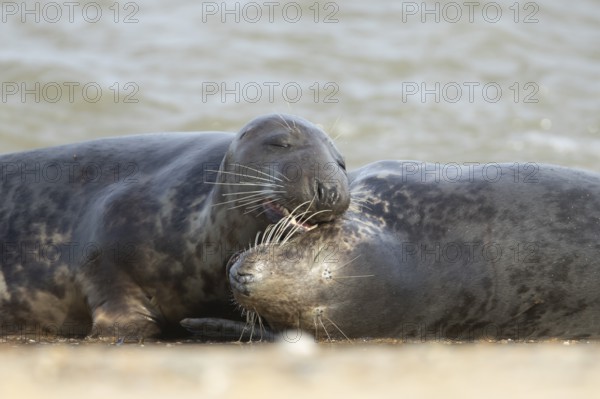 Atlantic grey seal (Halichoerus grypus) two adult marine animals resting in the breaking waves of