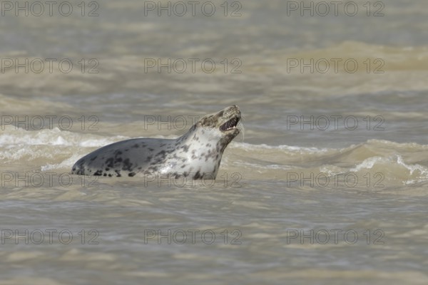 Atlantic grey seal (Halichoerus grypus) adult marine animal in the sea on a coastline, Norfolk,