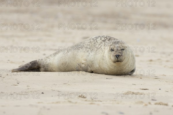 Common or Harbour or Harbor seal (Phoca vitulina) adult animal sleeping on a beach, Norfolk,