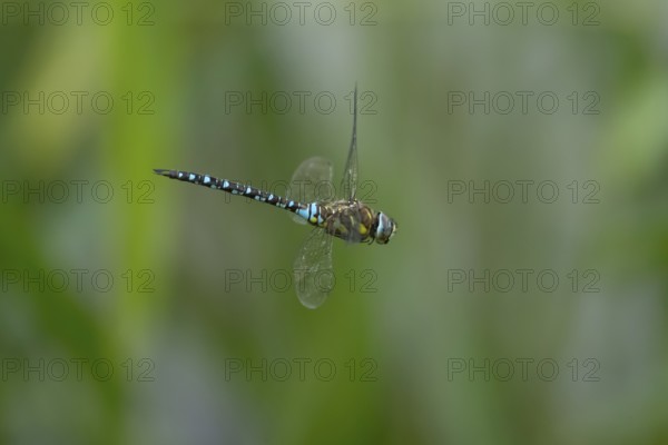 Migrant hawker dragonfly (Aeshna mixta) adult insect flying in summer, England, United Kingdom