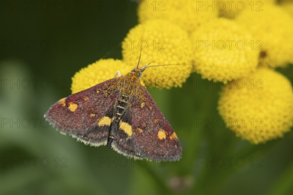 Mint moth (Pyrausta aurata) adult insect feeding on garden Tansy herb plant flowers in summer,