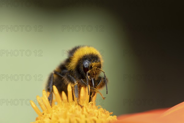 White tailed bumblebee (Bombus lucorum) adult bee insect feeding on a garden Mexican sunflower