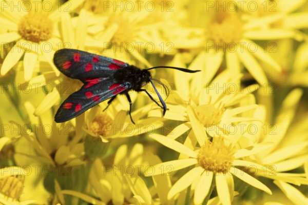 Six spot burnet moth (Zygaena filipendulae) adult insect feeding on Ragwort flowers in summer,
