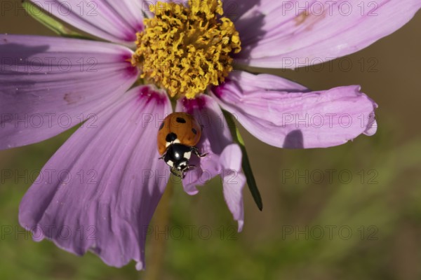 Seven-spot ladybird or Ladybug (Coccinella septempunctata) adult insect on a garden Cosmos flower