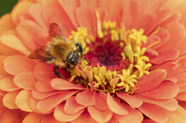 Common carder bumblebee (Bombus pascuorum) adult bee insect feeding on a garden Zinnia flower in