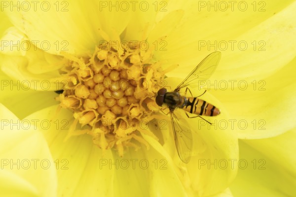 Common hoverfly (Eupeodes corollae) adult insect feeding on garden Dahlia plant flower in summer,