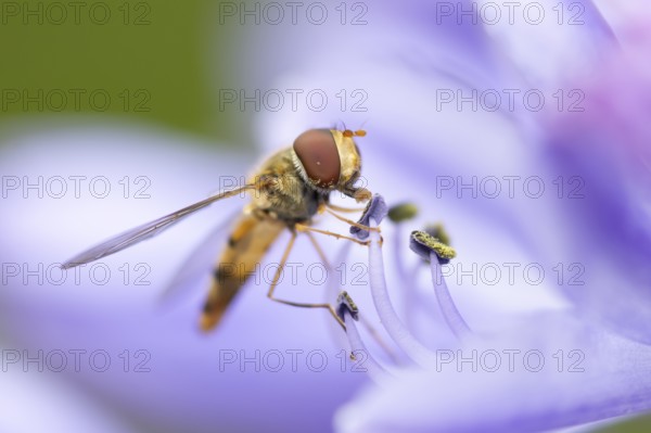 Common hoverfly (Eupeodes corollae) adult insect feeding on garden Agapanthus plant flower in