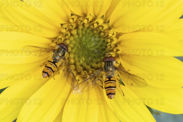 Common hoverfly (Eupeodes corollae) two adult insects feeding on garden sunflower plant flower in
