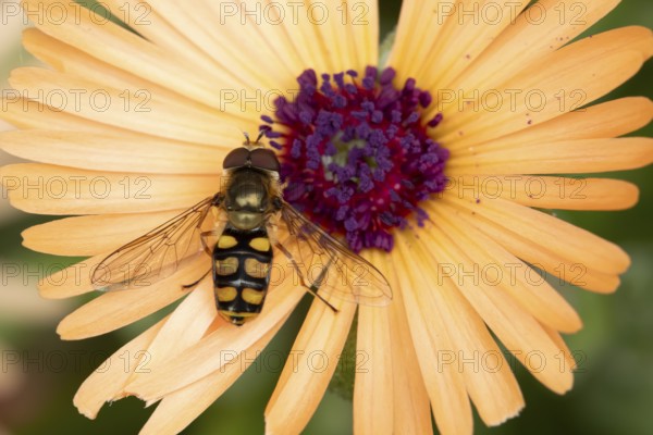 Common hoverfly (Eupeodes corollae) adult insect feeding on garden daisy plant flower in summer,