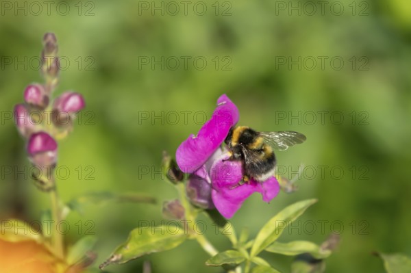 Garden bumblebee (Bombus hortorum) adult bee insect feeding on a garden Snapdragon (Antirrhinum spp