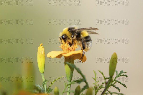 Buff tailed bumblebee (Bombus terrestris) adult bee insect feeding on a garden French marigold