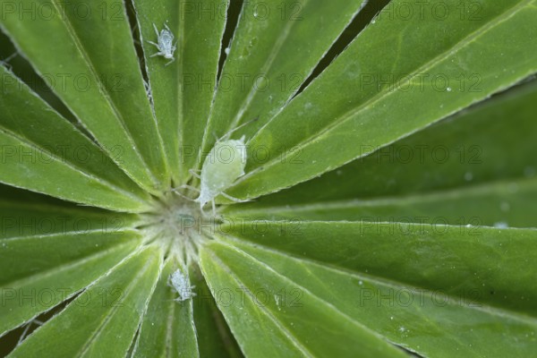 Lupin aphid (Macrosiphum albifrons) adult insects on a garden Lupin plant leaf in summer, England,