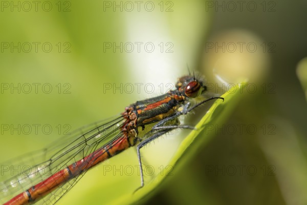 Large red damselfly (Pyrrhosoma nymphula) adult insect resting on a plant leaf in summer, England,