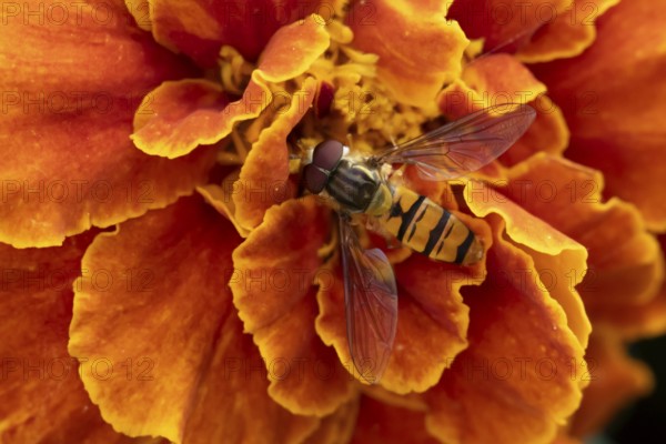 Common hoverfly (Eupeodes corollae) adult insect feeding on garden French marigold plant flower in