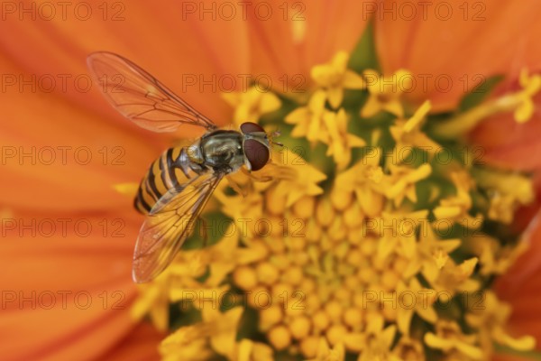Common hoverfly (Eupeodes corollae) adult insect feeding on garden Mexican sunflower (Tithonia spp)