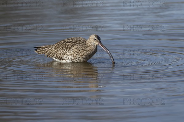 Eurasian curlew (Numenius arquata) adult wading bird feeding in a coastal lagoon, Norfolk, England,