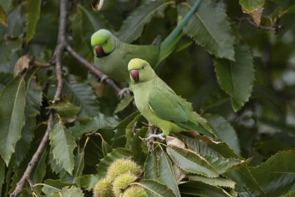 Ring-necked or Rose-ringed parakeet (Psittacula krameri) adult parrot bird in a Sweet chesnut tree