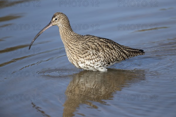 Eurasian curlew (Numenius arquata) adult wading bird in a coastal lagoon, Norfolk, England, United