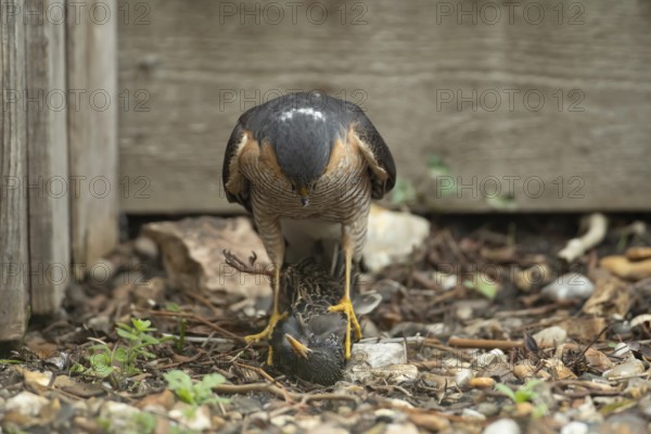 Eurasian sparrowhawk (Accipiter nisus) adult male bird of prey standing over its prey of a starling