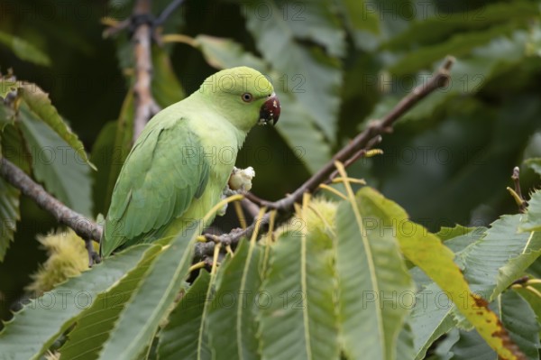 Ring-necked or Rose-ringed parakeet (Psittacula krameri) adult parrot bird feeding in a Sweet