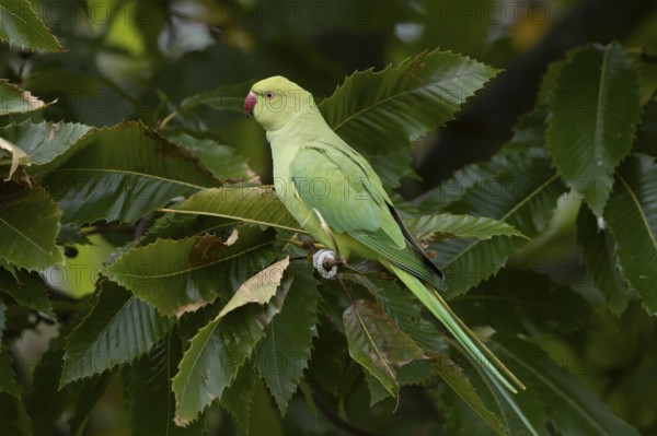 Ring-necked or Rose-ringed parakeet (Psittacula krameri) adult parrot bird feeding in a nut of a