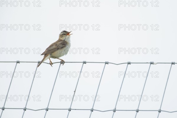 Reed warbler (Acrocephalus scirpaceus) adult bird singing from a metal fence in summer, England,