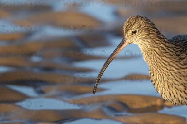 Eurasian curlew (Numenius arquata) adult wading bird head portrait, Norfolk, England, United