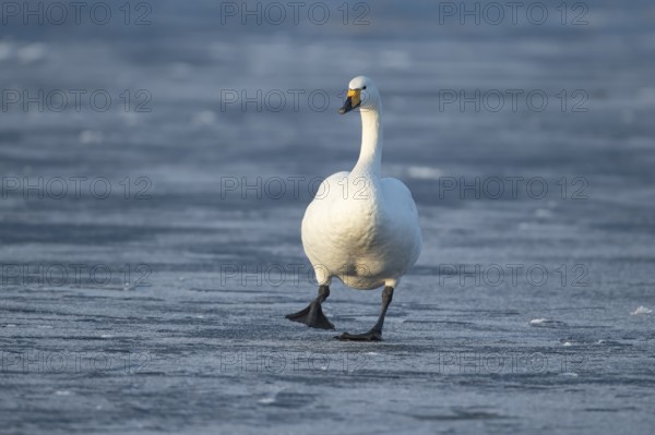 Whooper swan (Cygnus cygnus) adult bird walking on ice of a frozen lake in winter, England, United
