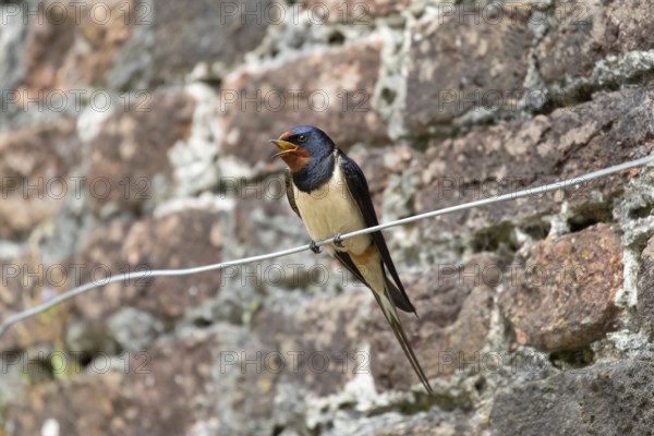 Barn swallow (Hirundo rustica) adult bird singing in a garden in summer, England, United Kingdom