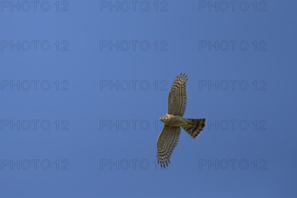 Eurasian sparrowhawk (Accipiter nisus) adult female bird of prey flying, England, United Kingdom