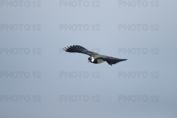 Northern lapwing (Vanellus vanellus) adult wading bird in flight in spring, RSPB Minsmere nature