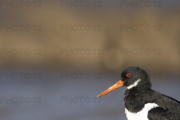 Eurasian oystercatcher (Haematopus ostralegus) adult wading bird head portrait, Norfolk, England,