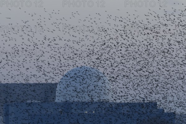 Eurasian starling (Sturnus vulgaris) adult birds flying in a flock in a murmuration in front of a
