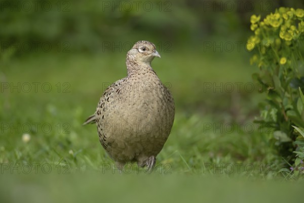Common pheasant (Phasianus colchicus) adult female game bird on a garden grass lawn, England,