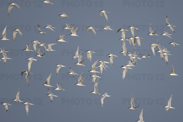 Sandwich tern (Thalasseus sandvicensis) adult birds flying in a flock in spring, RSPB Minsmere