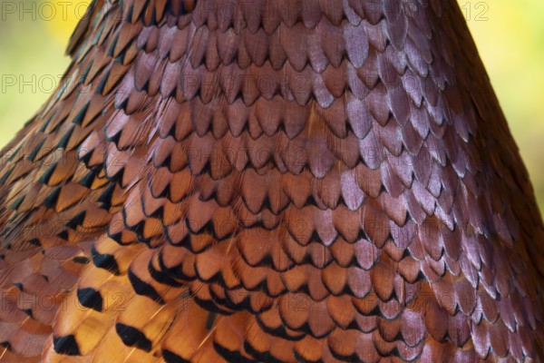 Common pheasant (Phasianus colchicus) adult male game bird close up of its neck feathers, England,