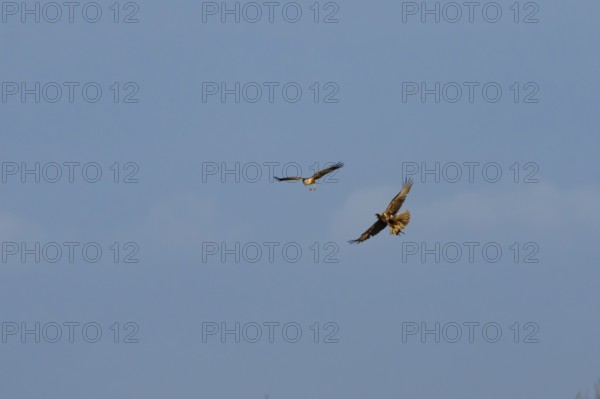 Marsh harrier (Circus aeruginosus) adult male and female birds flying in spring, RSPB Minsmere
