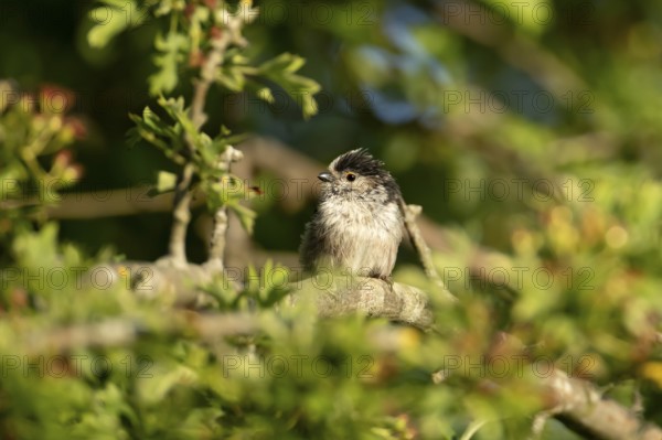 Long tailed tit (Aegithalos caudatus) adult bird in a hedgerow in summer, England, United Kingdom