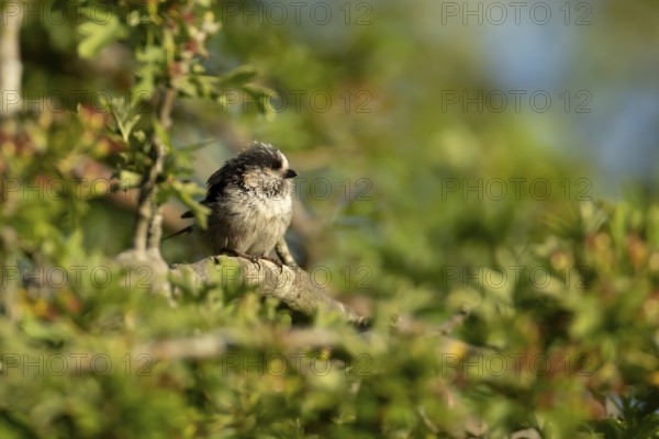 Long tailed tit (Aegithalos caudatus) adult bird sleeping in a hedgerow in summer, England, United
